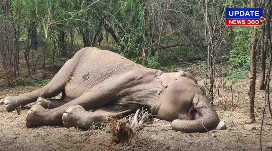 Sathy Elephant Dead -updatenews360