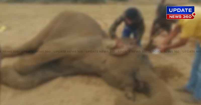 Elephant Dead -Updatenews360
