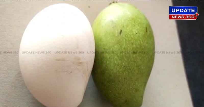 White Mango - Updatenews360