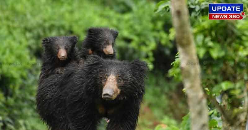Bear With Cubs - Updatenews360